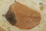 Two Fossil Leaves (Beringiaphyllum) - Montana #190428-1
